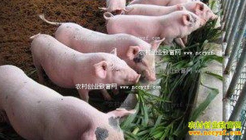 �������ݡ�������������ï�ŵ������¸���