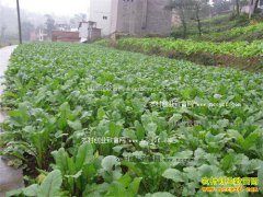 �����ϴ�����ֲ��֬���ܲ���ũ���¸�����Ŀ