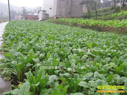 �����ϴ�����ֲ��֬���ܲ���ũ���¸�����Ŀ