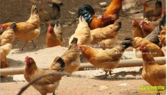 ���Ĺ�ԭ½С����������רҵ������������500��Ԫ