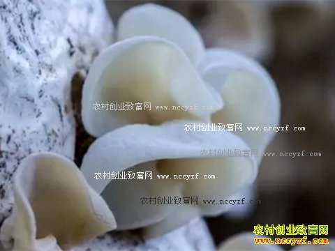 ɽ��ƽԭ�ų���ֲ��ľ��ÿ��������300Ԫ