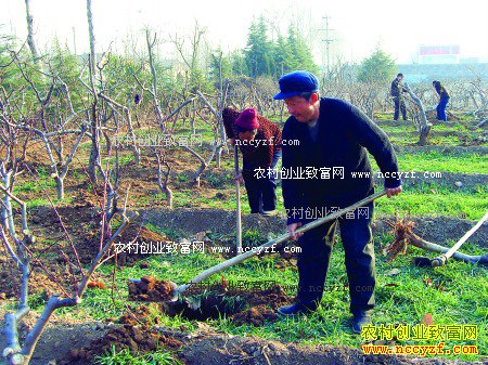 ������߹�����ֲ�ɻ���