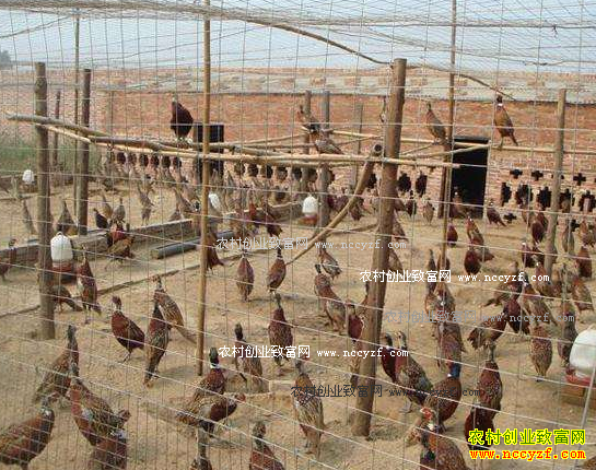 ��ֳҰ����Ҫʲô���ĳ��غͻ���?