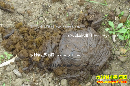 ţ����ʲô��; ţ����޺�����������