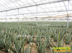 ����«�����༼��