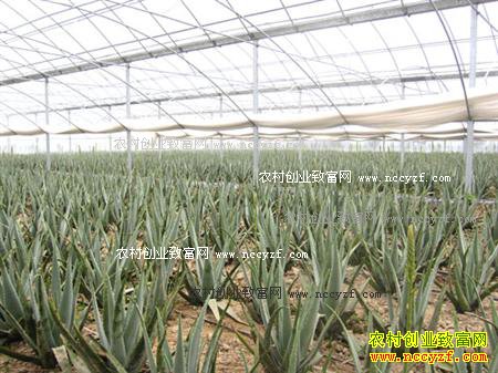 ����«�����༼��