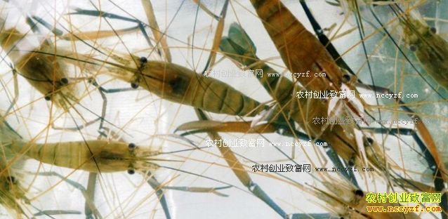 ������ֳ��Ϻ ��Ϻ��ֳ����Ҫ��