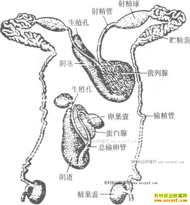 ��ֳˮ�μ���