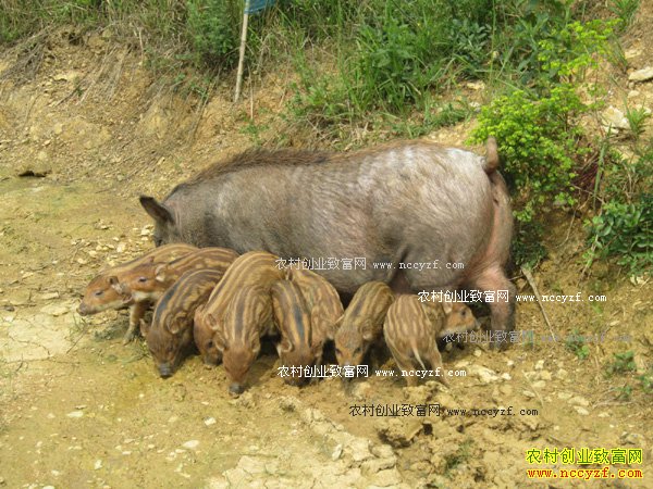 ��Ұ��׬Ǯ�� Ұ����ֳ������ Ͷ�������