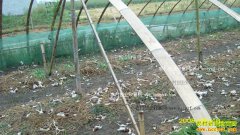 ��ֳ��ţ׬Ǯ�� ������ţ��ֳ����ǰ������