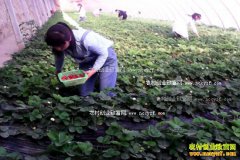 �½������취��һĶ����Ģ�����ֲ�ݮ����10��