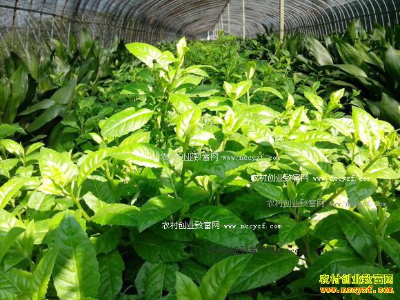 �ӱ��żҿ���������ֲҰ��7����ӯ��40��Ԫ