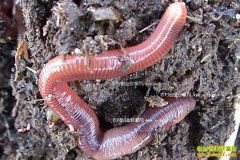 �����׬Ǯ ���������ս��������������Ч���