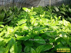 �ӱ��żҿ���������ֲҰ��7����ӯ��40��Ԫ