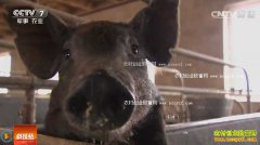 [�Ƽ�Է]���������� ���������Ŵ�