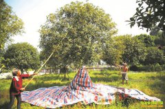 �Ĵ�������Ϫ��ֲ������ũ���¸�����Ŀ