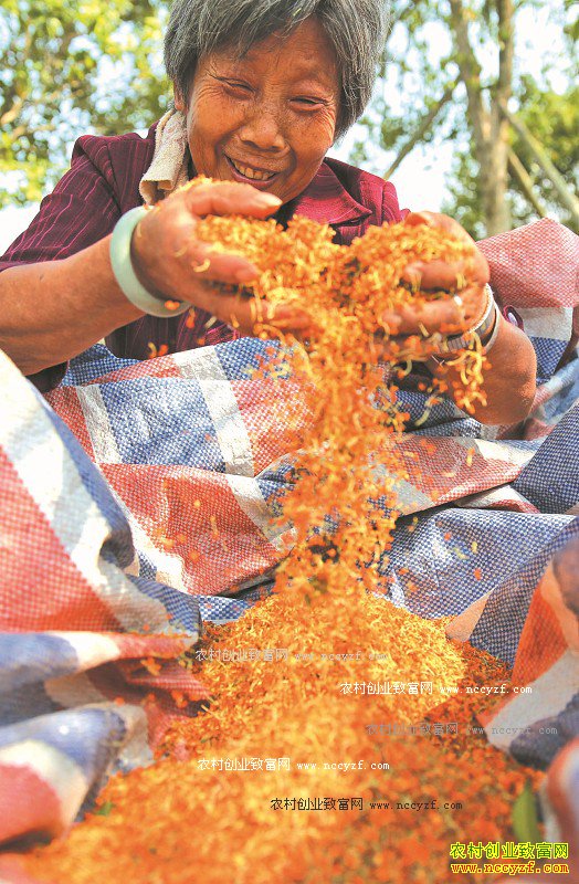 �Ĵ�������Ϫ��ֲ������ũ���¸�����Ŀ