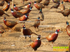 �Ĵ��ڽ�80��С����˺쿪��ũ����Ұ����ҵ�¸�