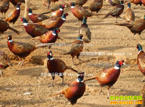 �Ĵ��ڽ�80��С����˺쿪��ũ����Ұ����ҵ�¸�