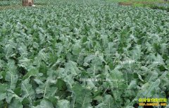 �����߲�¶����ֲʱ���