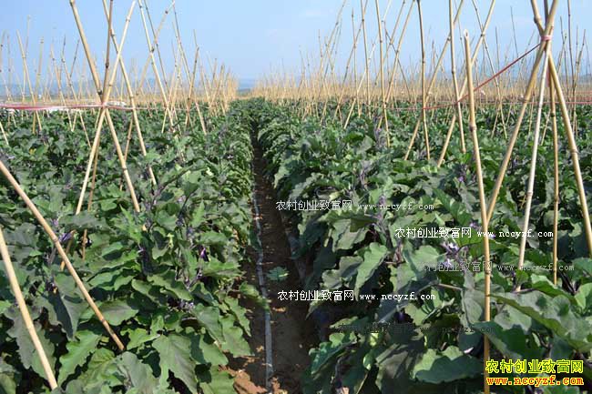 怎样种植蔬菜才能够赚到钱