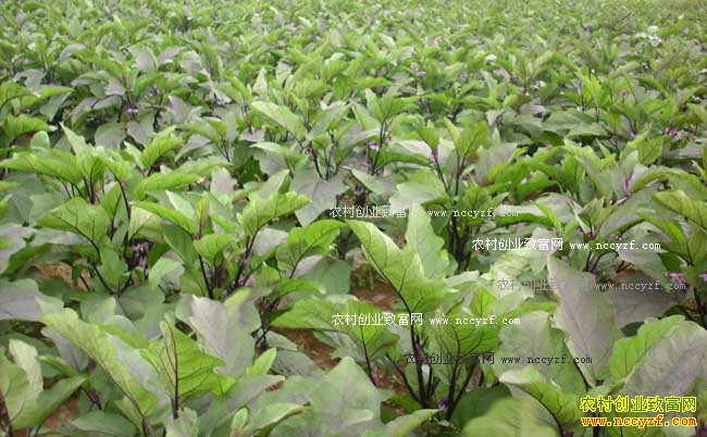 怎样种植蔬菜才能够赚到钱