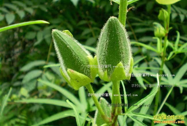 怎样种植蔬菜才能够赚到钱