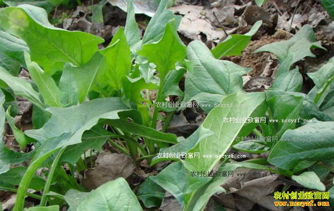 怎样种植蔬菜才能够赚到钱