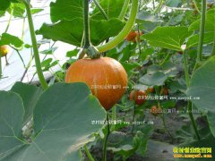 ��ֲʲô�߲���׬Ǯ �������߲˲��ܹ�׬��Ǯ��