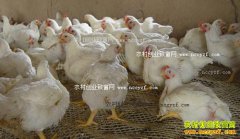 �⼦�۸�������� 2016��10���⼦�۸�����Ԥ��