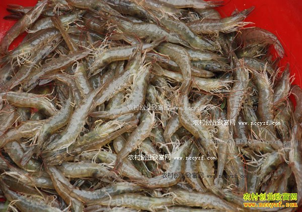 ��������Ϻ׬Ǯ�𣿻���������Ϻ��ֳЧ�洴�µ�