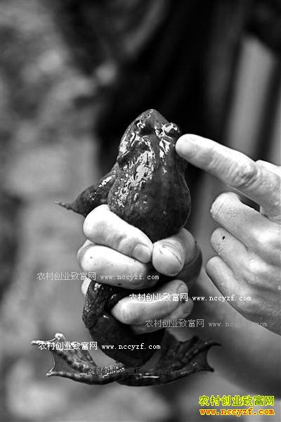 ��������������ɽ����ֳʯ�����ֵ16��