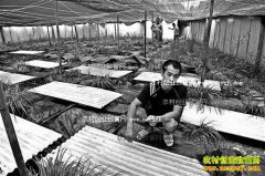 ��������������ɽ����ֳʯ�����ֵ16��