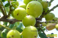 ����������ʹ��� ��ʹ���Ч����ֲ����