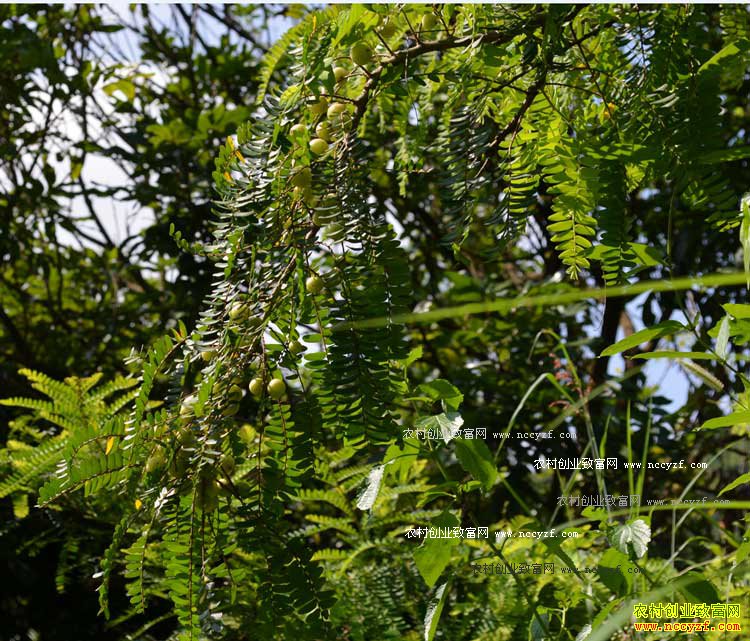 ����������ʹ��� ��ʹ���Ч����ֲ����