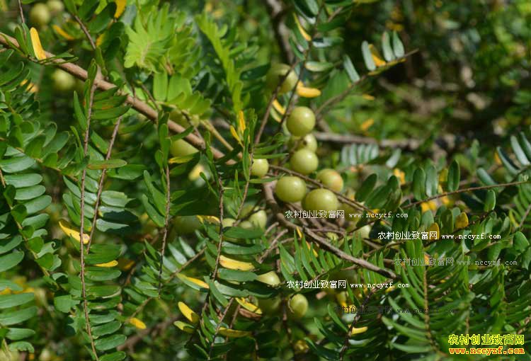 ����������ʹ��� ��ʹ���Ч����ֲ����