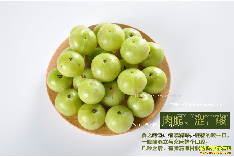 ����������ʹ��� ��ʹ���Ч����ֲ����