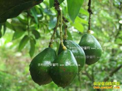 ��������ţ�͹��� ţ�͹��Ĺ�Ч����ֲ����