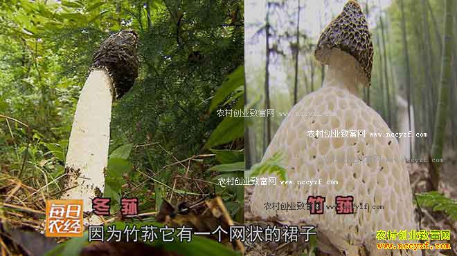 [ÿ��ũ��]����ɽ���еĶ�ݥ 20161011