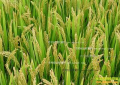 2016�꾬���۸�����Ԥ�� ���־��������