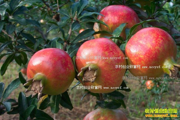 2017����ʯ��׬Ǯ�� ��������ʯ����ֲǰ������