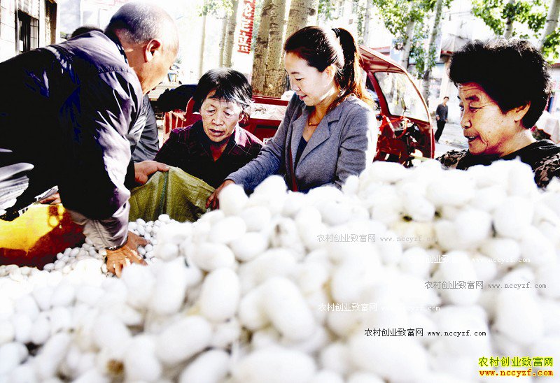 ɽ��ԫ����ֲɣ���ϳ���ƶ�¸�����Ŀ