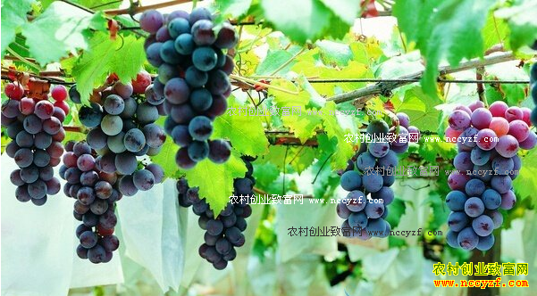 ���Ѽ۸��������ƣ������������Ѽ۸���