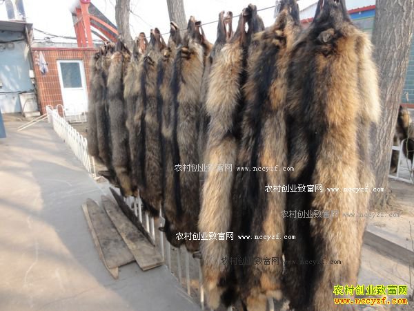 �������Ƥ�۸�����Ԥ�⣺��Ƥ����������������