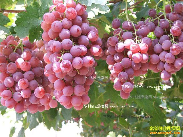 ���Ѽ۸��������ƣ������������Ѽ۸���