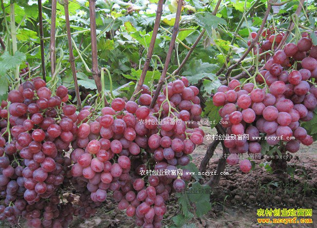 ���Ѽ۸��������ƣ������������Ѽ۸���