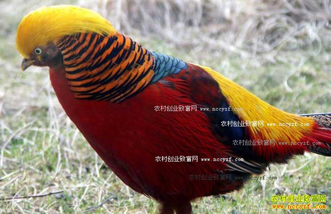 ������ֳ