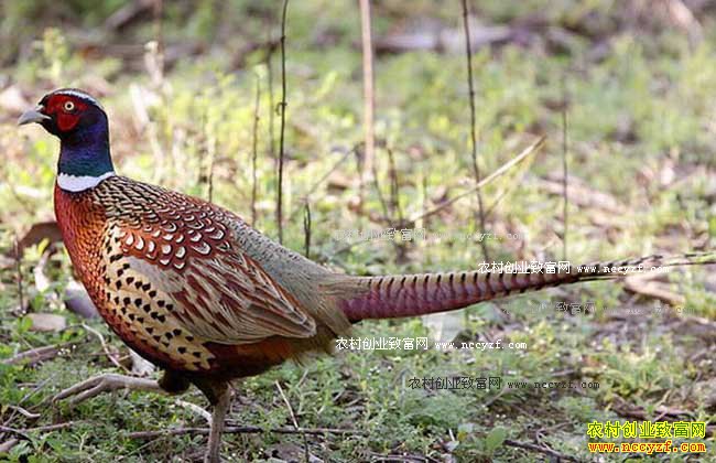 ������ֳǰ��