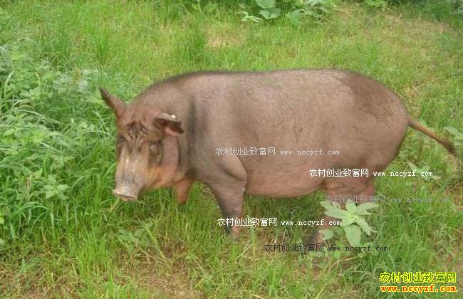 ������ֳǰ��