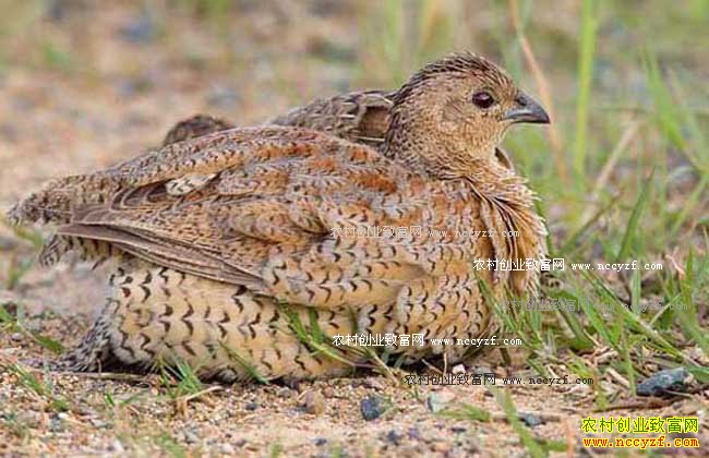 ������ֳ